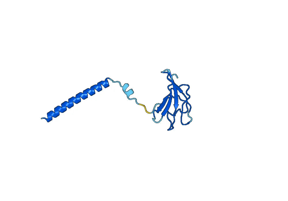 T10B9.1A-31 Biosimilar - Anti-T cell receptor mAb - Research Grade
