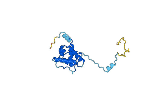 TAGLN, N-His, recombinant protein