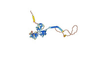 Telimomab Biosimilar - Anti-CD5 mAb - Research Grade