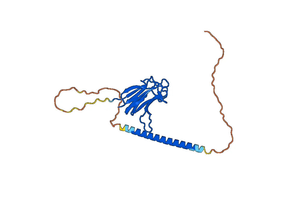 Telitacicept Biosimilar - Anti-BAFF fusion protein - Research Grade