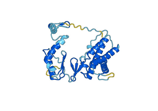 TERT, N-GST, recombinant protein