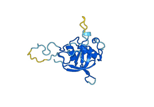 TFR2, N-His, recombinant protein