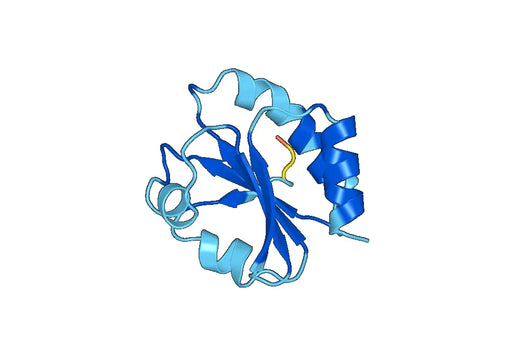Thioredoxin 1(trxA)(Shigella flexneri)