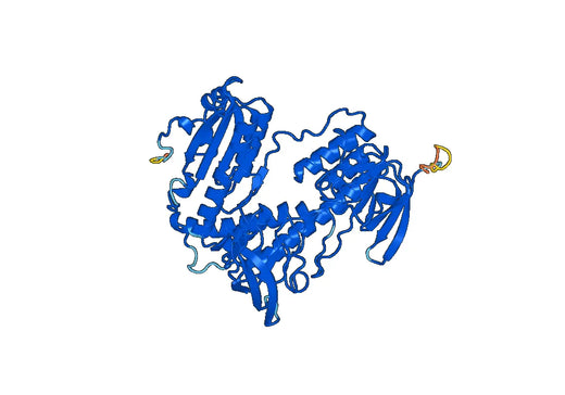 Thioredoxin reductase 1, cytoplasmic(TXNRD1)(E.coli production)