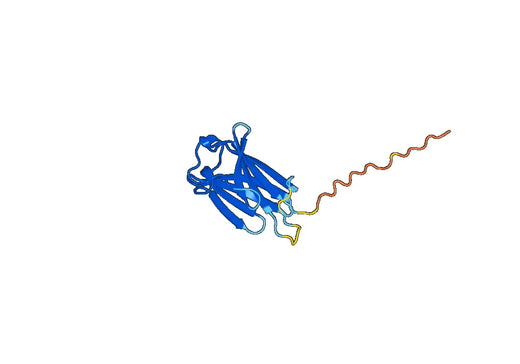 Thy-1 membrane glycoprotein(THY1)