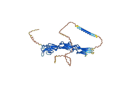 Timdarpacept Biosimilar - Anti-BIT fusion protein - Research Grade
