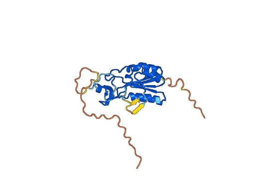 TK1, N-His, recombinant protein