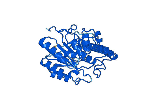 TKT, N-His, recombinant protein