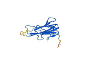 TNFa / TNF-alpha, N-His, recombinant protein (E.coli)