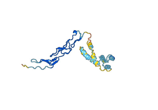 TNFRSF11B, N-His, recombinant protein