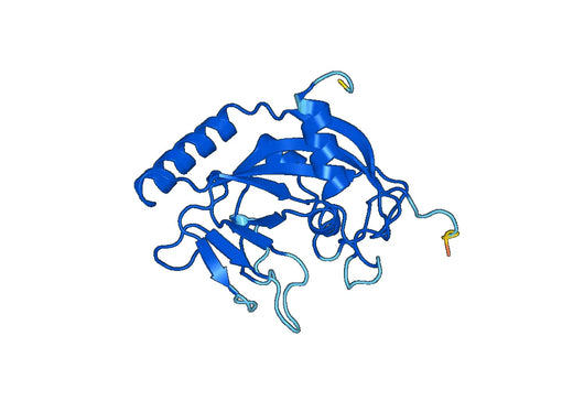 TNKS2, N-His, recombinant protein