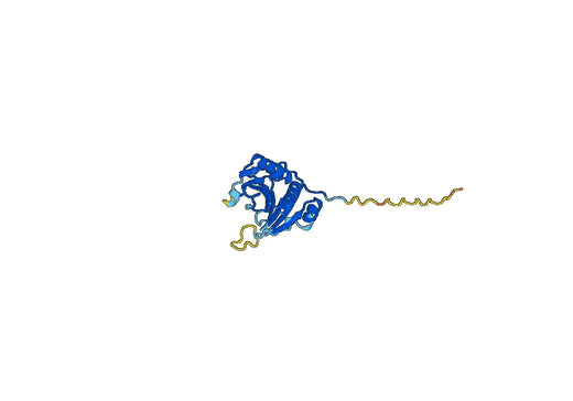 Tomato Le_eIFiso4E Recombinant Protein