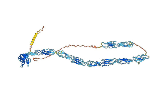 Torapsel Biosimilar - Anti-LECAM3 fusion protein - Research Grade