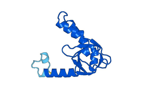 Transcriptional regulator MraZ(mraZ)