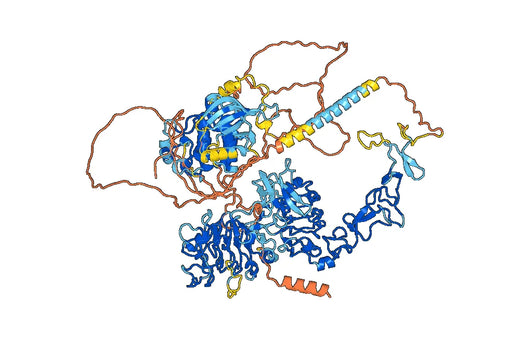 Trastuzumab ELISA Kit