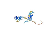 Trevogrumab Biosimilar - Anti-MSTN, GDF8 mAb - Research Grade