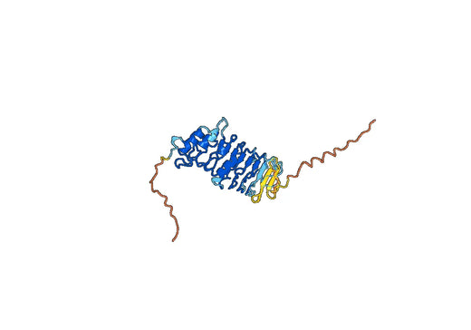 Trophoblast glycoprotein-like(TPBGL)