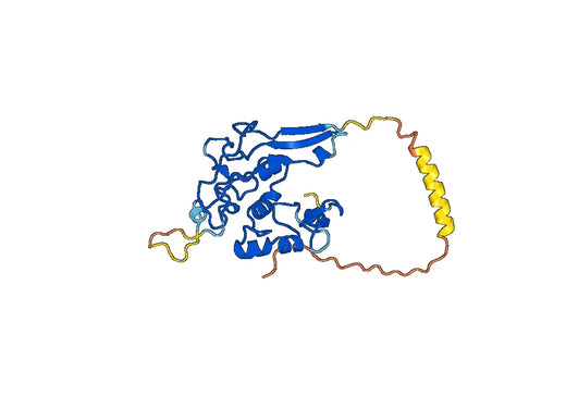 Trypanosoma PLB Recombinant Protein C-Ter His tag