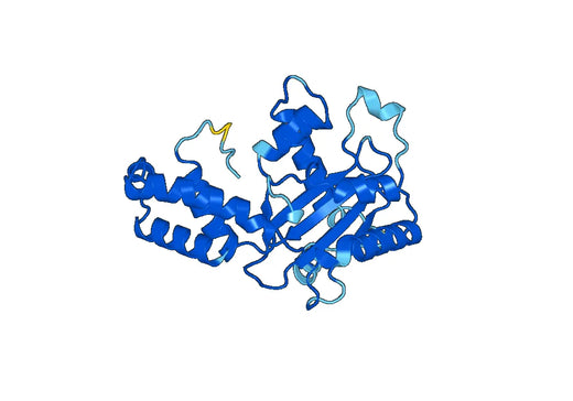 TUBB, N-His, recombinant protein