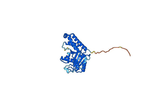 TUBB1, N-His, recombinant protein