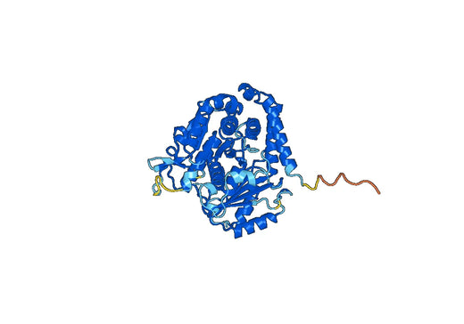 Tubulin alpha-1B chain(TUBA1B)