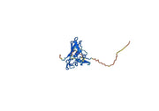 Tumor-associated calcium signal transducer 2(TACSTD2)