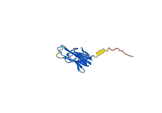 Tumor necrosis factor ligand superfamily member 11(TNFSF11)