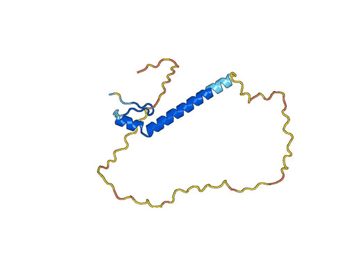 U1 small nuclear ribonucleoprotein C(SNRPC)