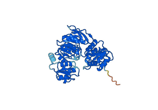 UDP-N-acetylmuramate--L-alanine ligase(murC)