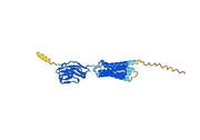 Urabrelimab Biosimilar - Anti-CD47 mAb - Research Grade