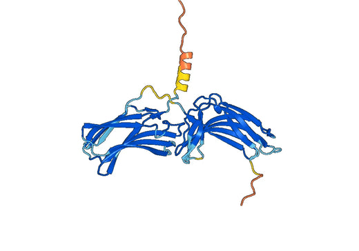 Vacuolar protein sorting-associated protein 26A(VPS26A)