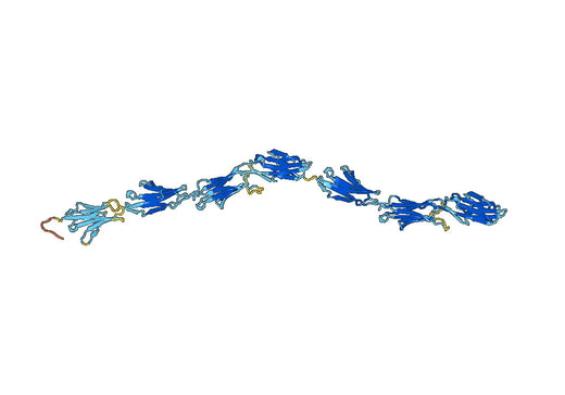 Vascular cell adhesion protein 1(VCAM1)