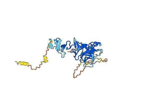Vitamin K-dependent protein C（PROC）