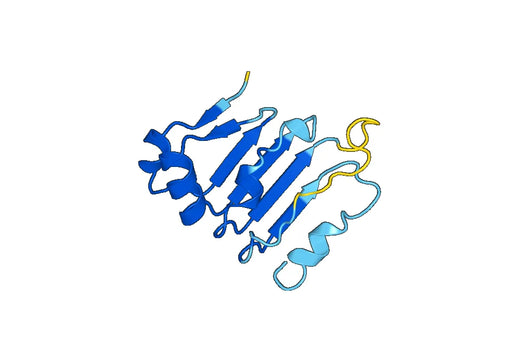 Volume-regulated anion channel subunit LRRC8D (Lrrc8d)