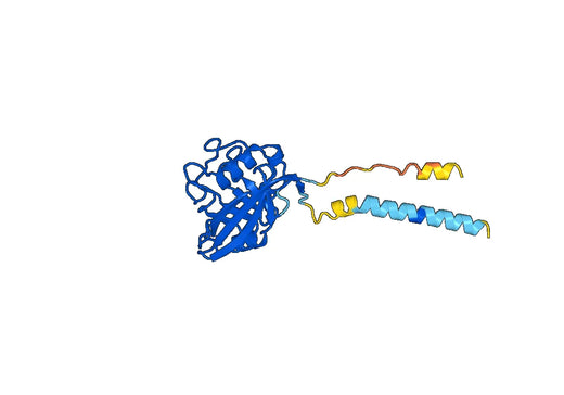 VSVG Protein- Drosophila VSVG NJ Recombinant Protein