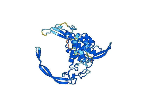 WNT3A protein (Wnt-3a)