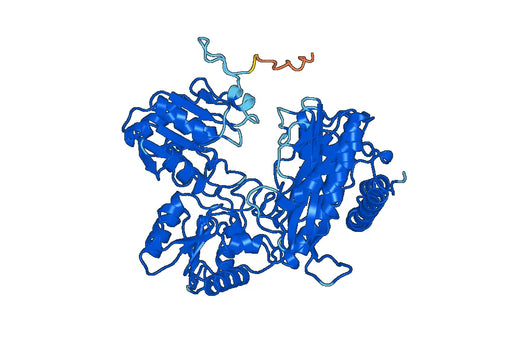 Xaa-Pro aminopeptidase 2(XPNPEP2)