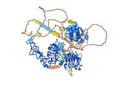 Zenocutuzumab Biosimilar - Anti-ERBB2, ERBB3 mAb - Research Grade