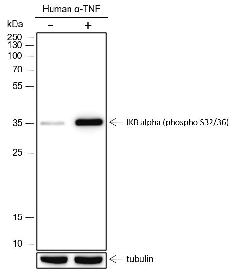 Anti-Human/Rat/Mouse Phospho-IKB alpha (Ser32, Ser36) Antibody [A807] - ABMIUM