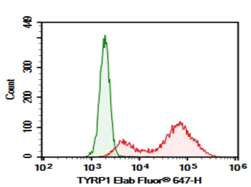 Anti-Human TYRP1 Antibody [TA99] - ABMIUM