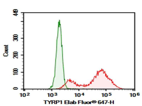 Anti-Human TYRP1 Antibody [TA99] - ABMIUM