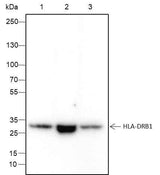 Anti-Human HLA-DRB1 Antibody [A252]