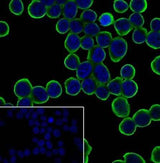 Anti-Human IL-7R/CD127 Antibody [A458]