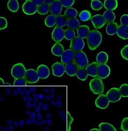 Anti-Human IL-7R/CD127 Antibody [A458]