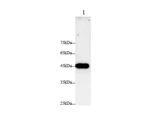 Anti-Human FAS Antibody - ABMIUM