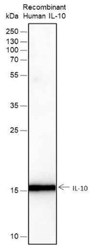Anti-Human IL-10 Antibody [A262]