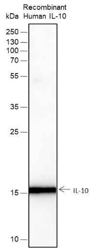 Anti-Human IL-10 Antibody [A262] - ABMIUM