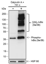 Anti-Human/Mouse Phospho-IκBα (Ser36) Antibody [A819] - ABMIUM