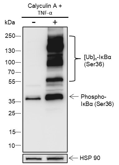 Anti-Human/Mouse Phospho-IκBα (Ser36) Antibody [A819] - ABMIUM