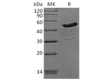 > 90 % as determined by reducing SDS-PAGE.